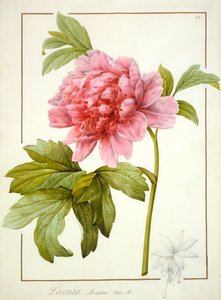 Paeonia Suffruticosa, 1812